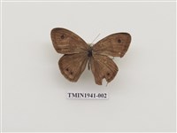 藏品(寶島波眼蝶)的圖片